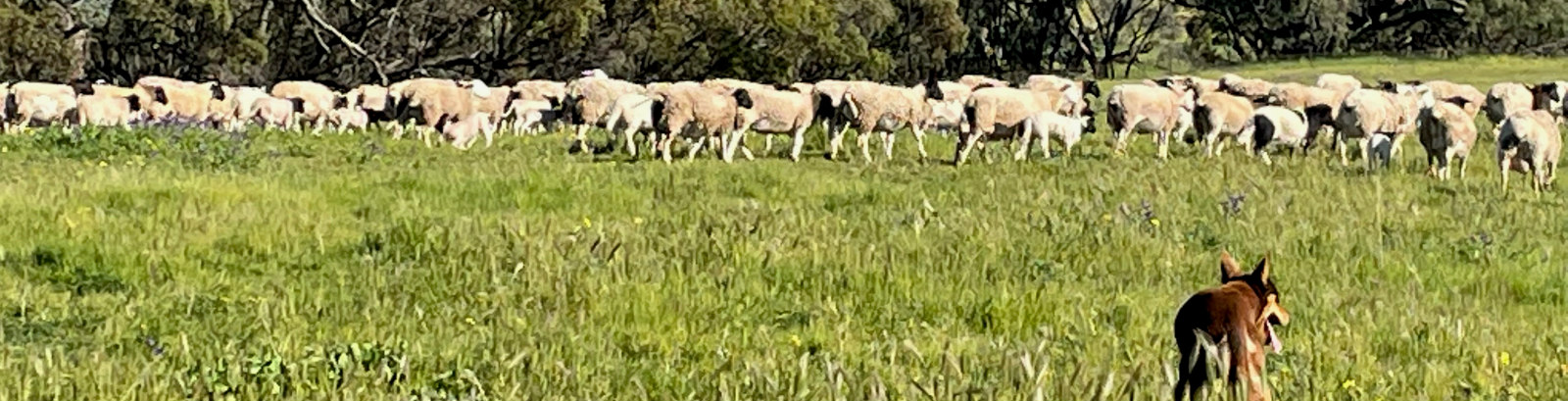 Baillee Farm sheep