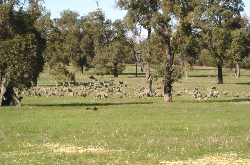 Bakers Hill Property Sheep Pasture