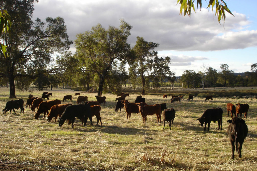 Bakers Hill Property Cattle