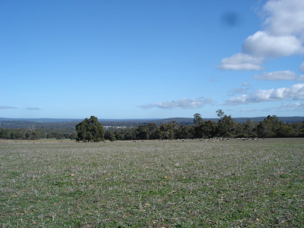 Bakers Hill Property Pasture