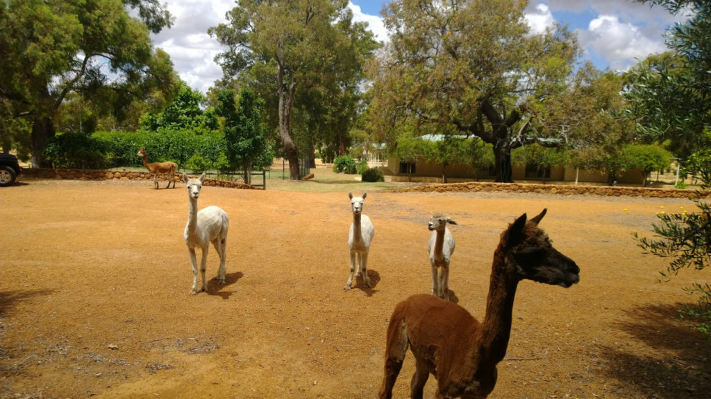 Bakers Hill Property Alpacas carpark