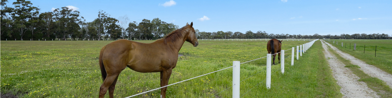 Birchmont - Garland International